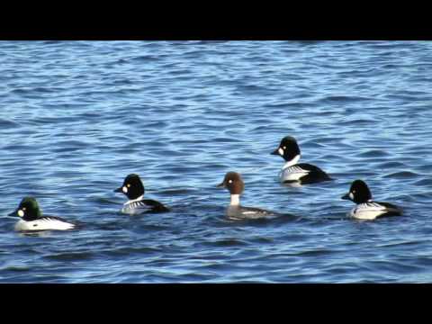Hohol severský (Bucephala clangula) — tokový head-throw samca