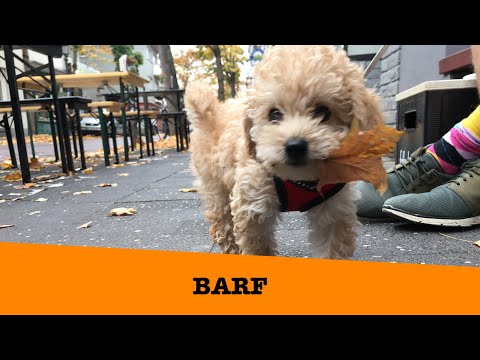 BARF - Genial oder Lüge? - Das sagt die Wissenschaft