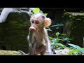 Wow So Cute Tiny Baby Newborn Sweet Monkey Family 360P