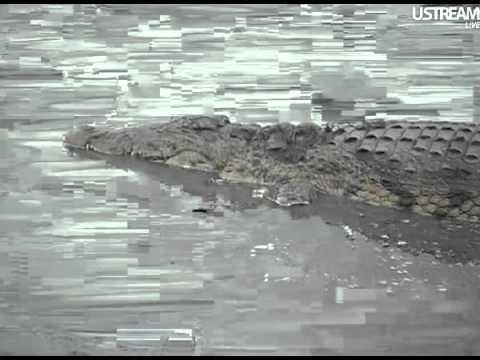 Crocodile at Djuma Game Reserve (13-01-2012)