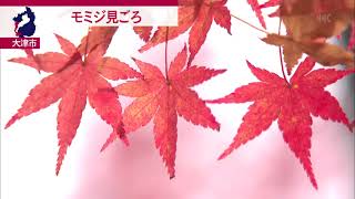 11月20日 びわ湖放送ニュース