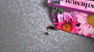 The Little Earwig That Could