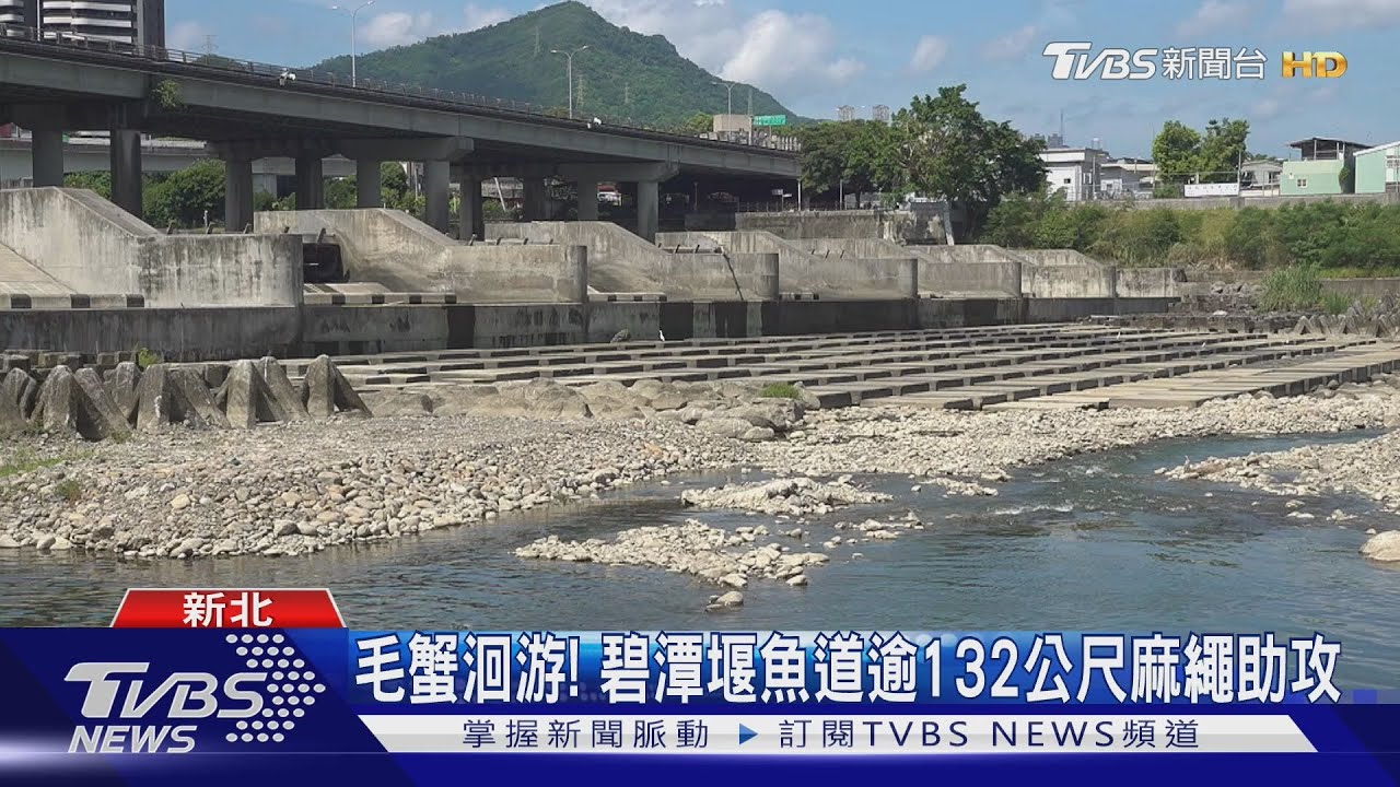 毛蟹洄游!碧潭堰魚道逾132公尺麻繩助攻