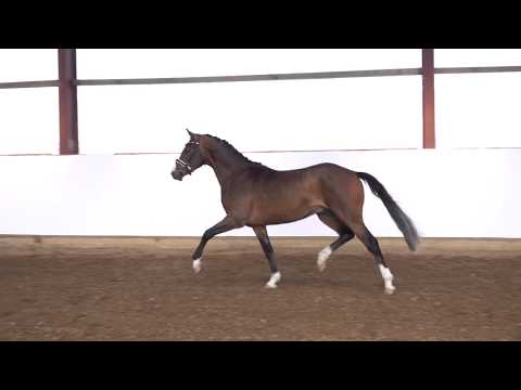 VALIDARI 3j. brauner Hengst v. Valido´s Highlight - Campari