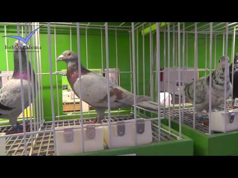 27. International PigeonMarket Kassel Germany 2016