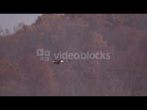 SLOW MOTION BALD EAGLE FLYING BY FALL TREES  KODOMHXB