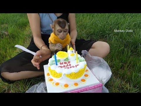 download lagu mp3 mp4 Cake Of Monkey, download lagu Cake Of Monkey gratis, unduh video klip Cake Of Monkey