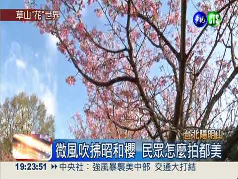 陽明山百花綻放 搶先賞花海