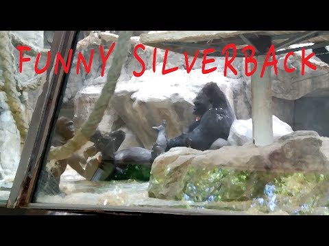 Silverback plays with his wife - Funny Ebobo