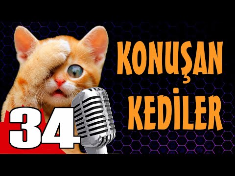Konuşan Kediler 34 - En Komik Kedi Videoları