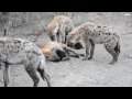 Hyena family in Kruger 