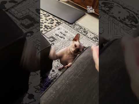 Le chat chauve n'arrête pas de me gifler !