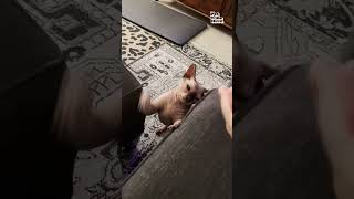 Miniature vidéo
