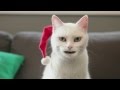 Новый Год (Кот) | Cat Song) 