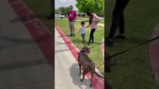 Dog reunites with family 301 days later in Austin