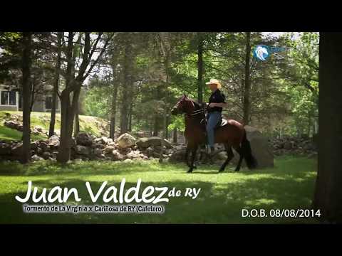 Juan Valdez de RY Farms Paso Fino Horses