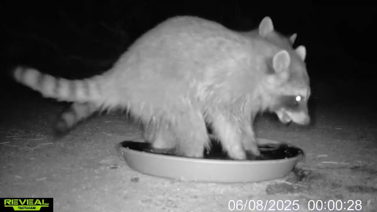S3E27: Another warm night, another visit from the rascally raccoons