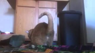 Low-tech Cat's Meow.