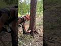 Wedgemanship #treecutting #wedges #treefaller #treefelling #logger #chainsaw #husqvarna