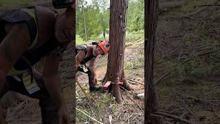 Download lagu Wedgemanship #treecutting #wedges #treefaller #treefelling #logger #chainsaw #husqvarna mp3