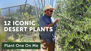 12 Iconic Plants of the SONORAN DESERT  Ep 332