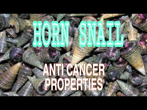HORN SNAILS(BAGONGON IN THE PHILIPPINES) ANTI CANCER