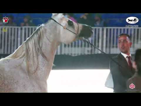 N.260 MASARAH - Al Dhafrah Arabian Horse Championship 2023 - Mares 7+ Years Old (Class 5B).mp4