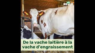 De la vache laitière à la vache d’engraissement