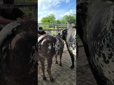 NELORE PINTADO NA FEIRA DO GADO DE PASSA E FICA - RN.