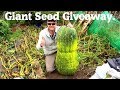 Allotment Diary : Xmas Giant Seed Giveaway Competition Allotment Diary : Xmas Giant Seed Giveaway Competition