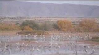 Sandhill cranes coming in for the night