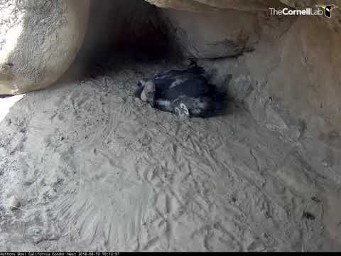 Hutton's Bowl Condor Chick (#923) Shows Off New Wing Tag – Aug. 10, 2018