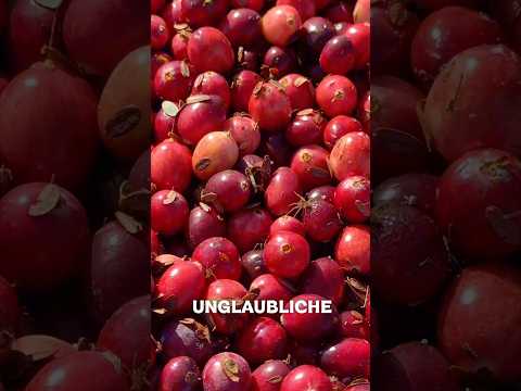 Das SCHRECKLICHE Geheimnis der Cranberry Farmen!