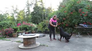 Rottweiler obedience training - 9 month puppy