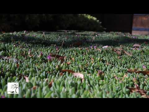 It's not grass, but it sure looks like it!