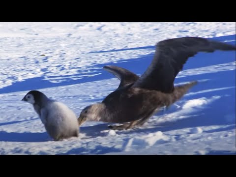 Baby Penguin Dodges Predators | Snow Chick: A Penguin's Tale | BBC Earth