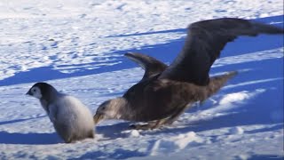 Download lagu Baby Penguin Dodges Predators | Snow Chick: A Penguin's Tale | BBC Earth mp3