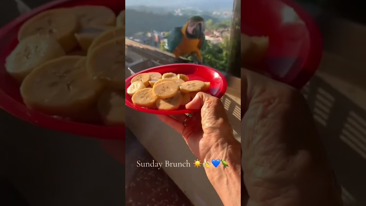 These macaws are so beautiful 🥰🤩 #birds #cutepets #owl #birds