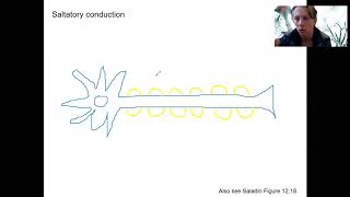 8 9 saltatory conduction
