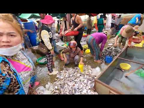 The Most Popular Distribution Fish Market in Cambodia   Lively Fish, Fresh Fish.#tourwithpapa