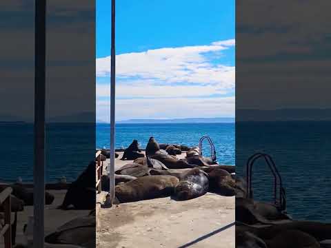 Tomé en 360°: La Joya Turística del Biobío 🌊