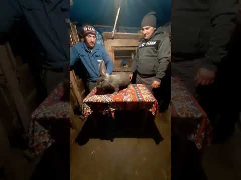 Au plecat o pereche de pui la dml Marian jud Giurgiu com Hobaia să îi trăiască! Dintr-un mascul top!