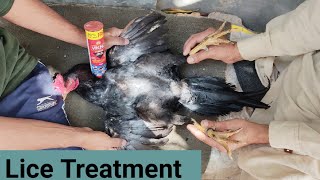 Treatment of Mites & Lices On Rooster | Easy & Simple Treatment