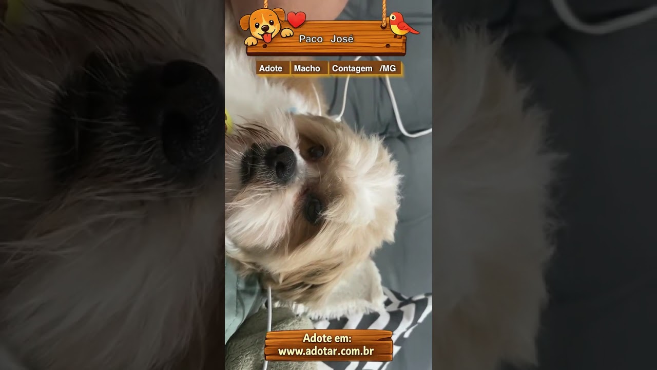Cachorro raça Lhasa Apso idade 6 ou mais anos nome Paco José 