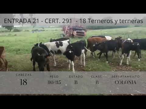 Lote 18 Terneros y Terneras 4 CRUZA AA,  9 HO,  4CRUZA RA,  1CHxHO 110/115kg -  en RUTA 54 KM 3