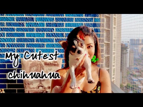 Introducing PABLO the cutest chihuahua