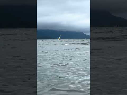 🐬Golfinhos na Baia de Paranaguá!!! #golfinhos #paraná #litoral #pesca #turismo #mar #viagem