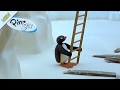 Pingu S Disadvantage Pingu Official Channel