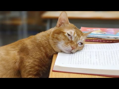 Cats Being Comedians 😹🤣 | Funniest Cat Compilation 2025!