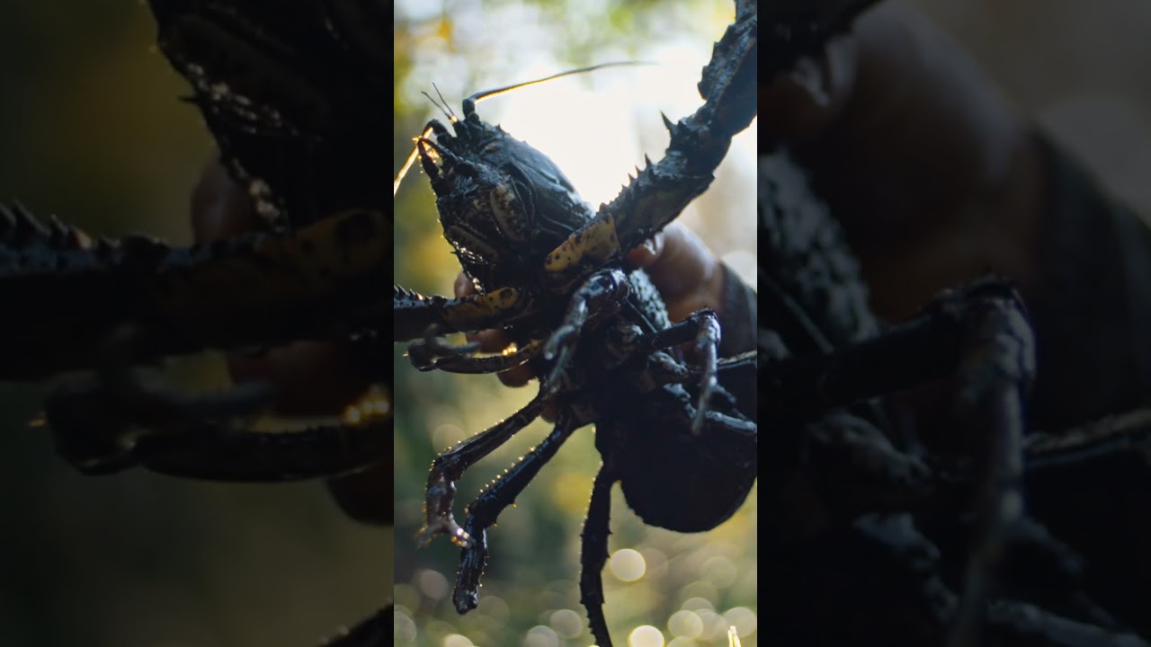 Video 5 Thumbnail